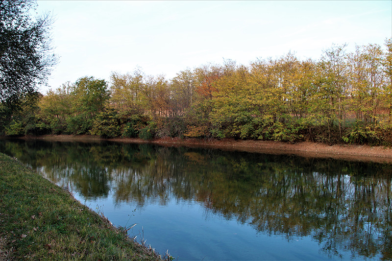 Vegetazione che si specchia nel Naviglio